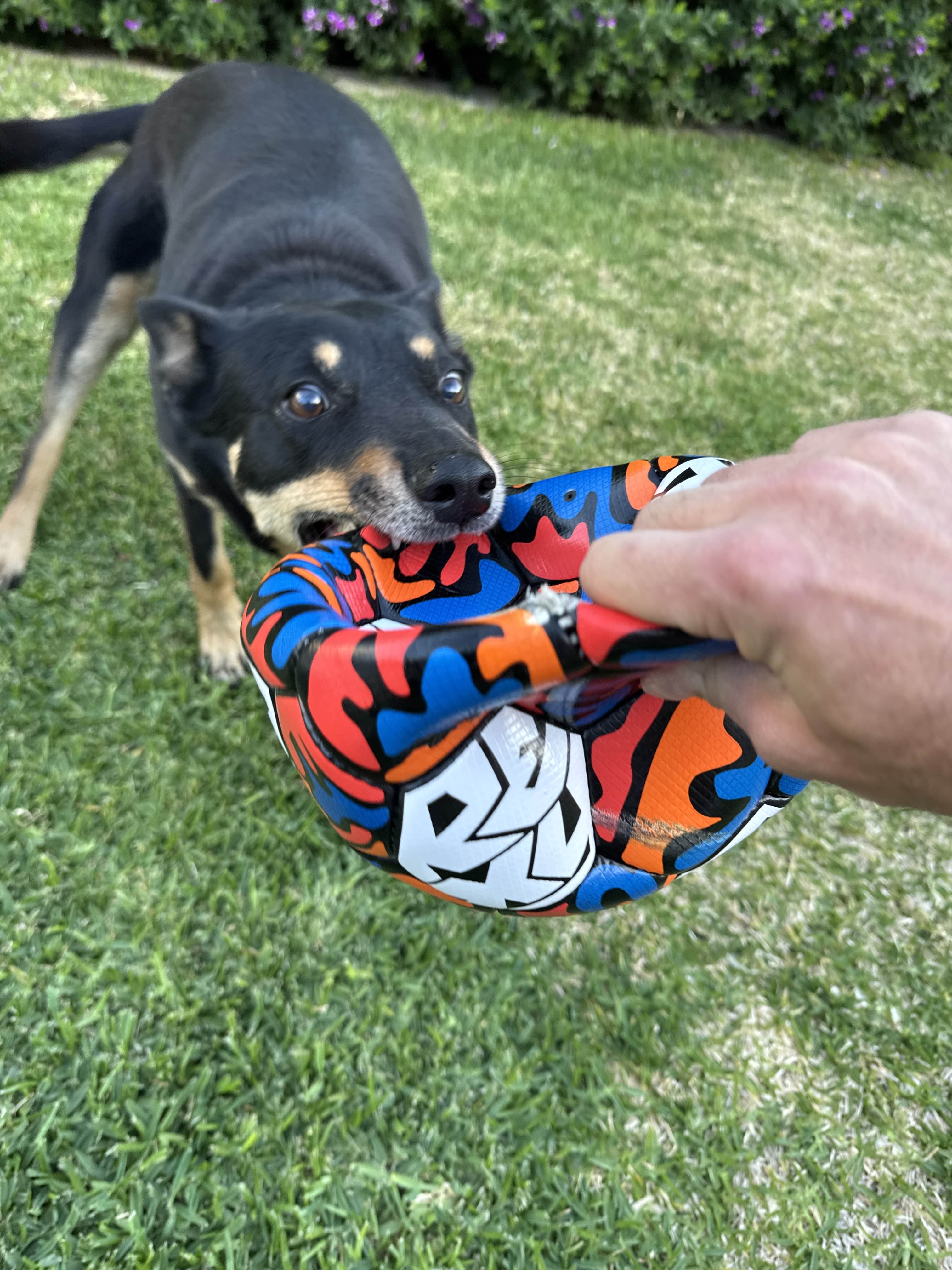 Rexy Dog Ball