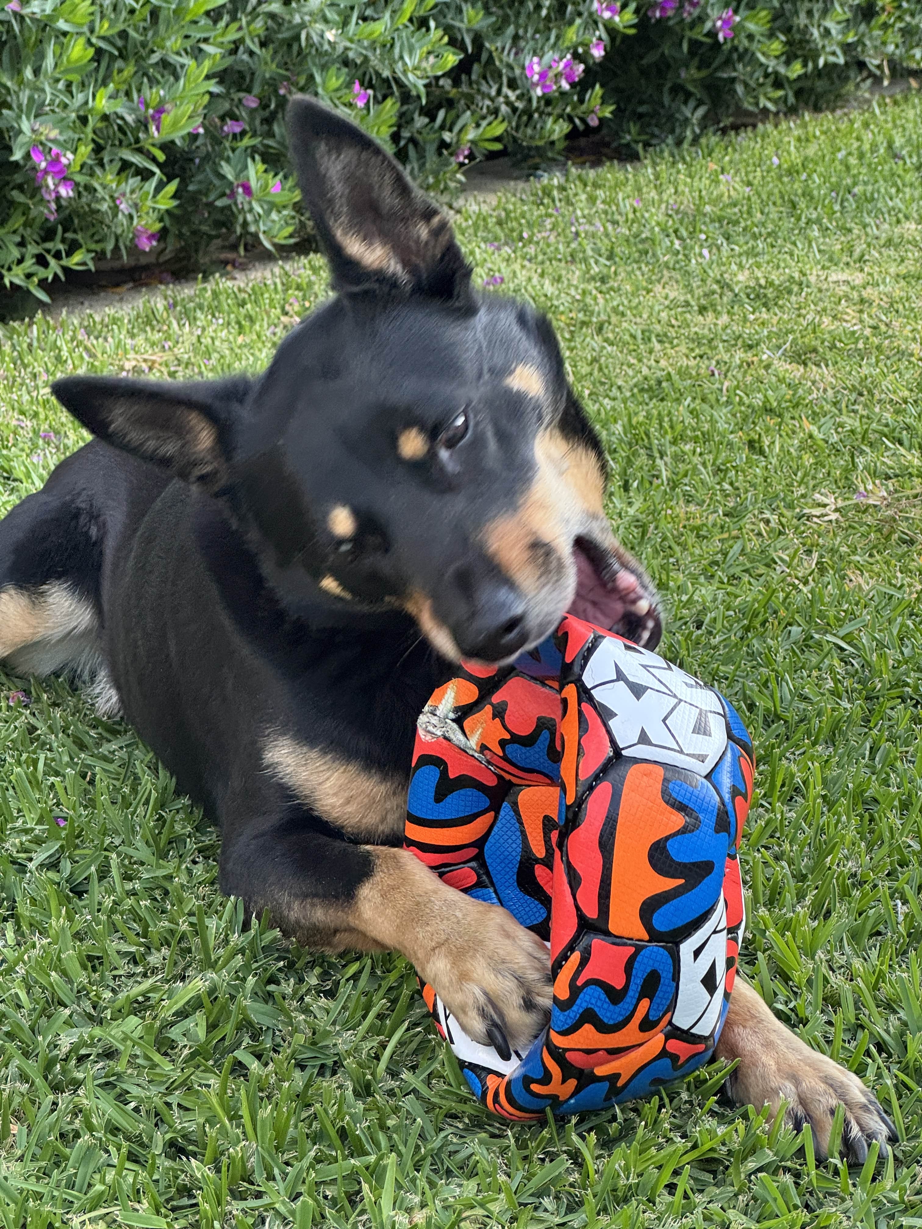 Rexy Dog Ball